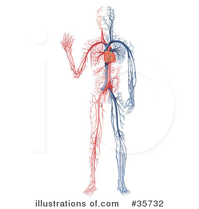 Anatomy Clipart #35732 by dero