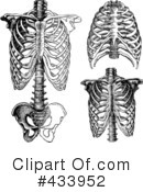 Anatomy Clipart #433952 by BestVector