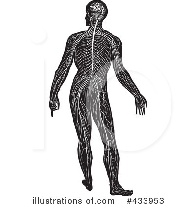 Royalty-Free (RF) Anatomy Clipart Illustration by BestVector - Stock Sample #433953