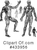 Anatomy Clipart #433956 by BestVector