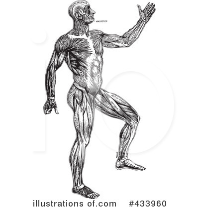 Royalty-Free (RF) Anatomy Clipart Illustration by BestVector - Stock Sample #433960
