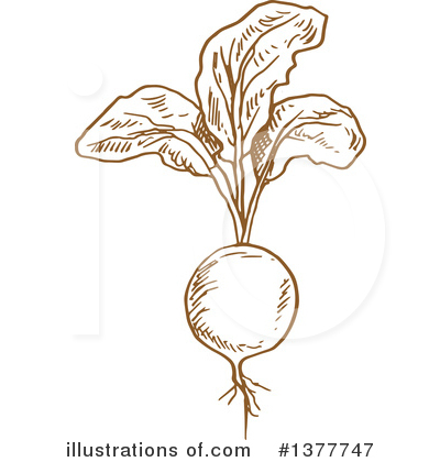 Royalty-Free (RF) Beet Clipart Illustration by Vector Tradition SM - Stock Sample #1377747