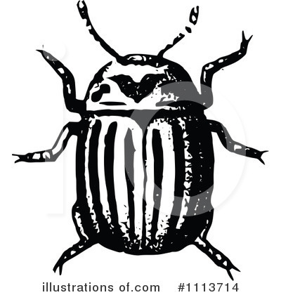 Royalty-Free (RF) Beetle Clipart Illustration by Prawny Vintage - Stock Sample #1113714