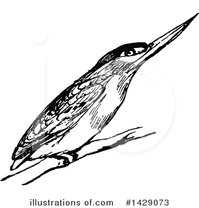 Kingfisher Clipart #1429073 by Prawny Vintage