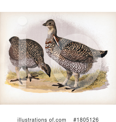 Royalty-Free (RF) Bird Clipart Illustration by JVPD - Stock Sample #1805126