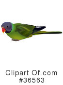 Birds Clipart #36563 by dero