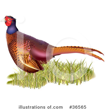 Pheasant Clipart #36565 by dero