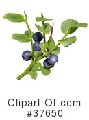 Blueberry Clipart #37650 by dero