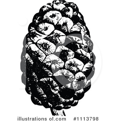 Pine Cone Clipart #1113798 by Prawny Vintage