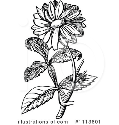 Royalty-Free (RF) Botanical Clipart Illustration by Prawny Vintage - Stock Sample #1113801