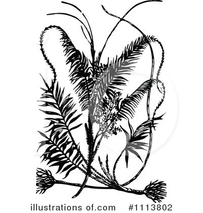 Royalty-Free (RF) Botanical Clipart Illustration by Prawny Vintage - Stock Sample #1113802
