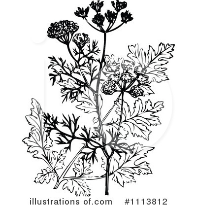 Royalty-Free (RF) Botanical Clipart Illustration by Prawny Vintage - Stock Sample #1113812
