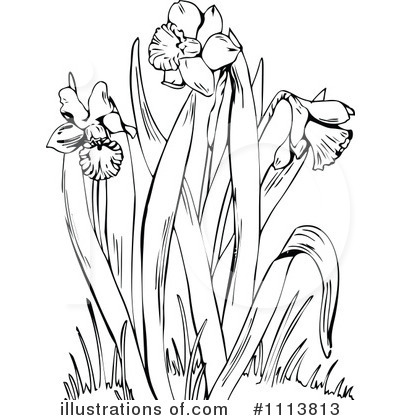 Daffodil Clipart #1113813 by Prawny Vintage