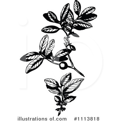 Royalty-Free (RF) Botanical Clipart Illustration by Prawny Vintage - Stock Sample #1113818