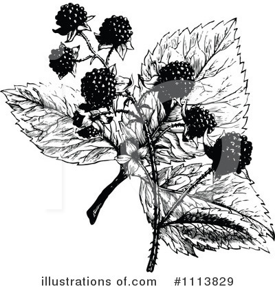 Royalty-Free (RF) Botanical Clipart Illustration by Prawny Vintage - Stock Sample #1113829