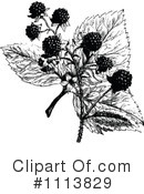 Botanical Clipart #1113829 by Prawny Vintage