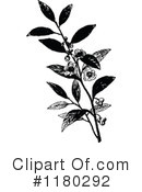 Botanical Clipart #1180292 by Prawny Vintage
