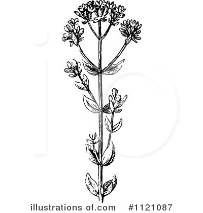 Botany Clipart #1121087 by Prawny Vintage