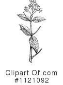 Botany Clipart #1121092 by Prawny Vintage