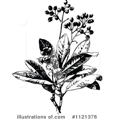 Botanical Clipart #1121376 by Prawny Vintage