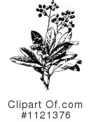 Botany Clipart #1121376 by Prawny Vintage