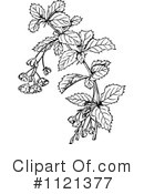 Botany Clipart #1121377 by Prawny Vintage
