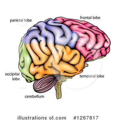 Royalty-Free (RF) Brain Clipart Illustration by AtStockIllustration - Stock Sample #1267817