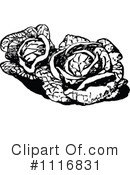 Cabbage Clipart #1116831 by Prawny Vintage