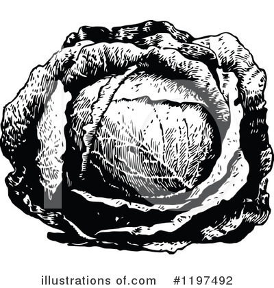 Royalty-Free (RF) Cabbage Clipart Illustration by Prawny Vintage - Stock Sample #1197492