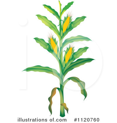 Corn Clipart Illustration By Graphics Rf