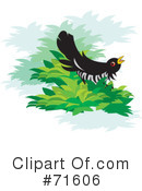 Cuckoo Bird Clipart #71606 by Lal Perera
