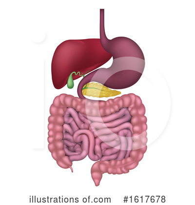 Digestive System Clipart #1617678 by AtStockIllustration