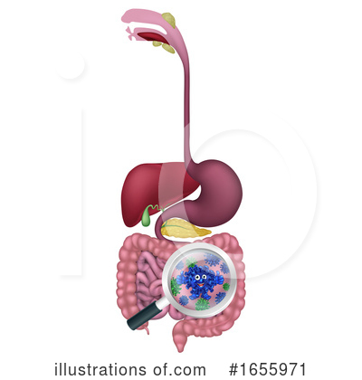 Digestive System Clipart #1655971 by AtStockIllustration
