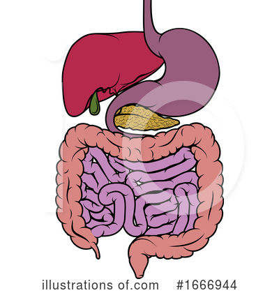 Digestive System Clipart #1666944 by AtStockIllustration