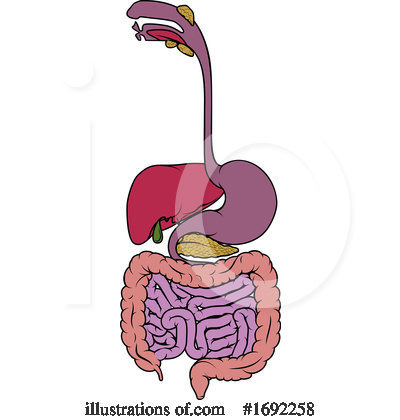 Digestive Tract Clipart #1692258 by AtStockIllustration