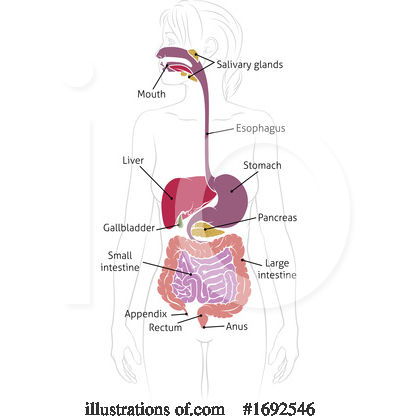 Royalty-Free (RF) Digestion Clipart Illustration by AtStockIllustration - Stock Sample #1692546