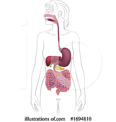 Digestive System Clipart #1694810 by AtStockIllustration