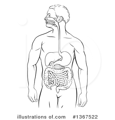 Digestive System Clipart #1367522 by AtStockIllustration