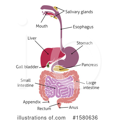 Royalty-Free (RF) Digestive System Clipart Illustration by AtStockIllustration - Stock Sample #1580636