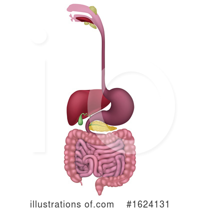 Digestive System Clipart #1624131 by AtStockIllustration