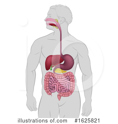 Digestive System Clipart #1625821 by AtStockIllustration
