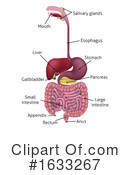 Digestive System Clipart #1633267 by AtStockIllustration