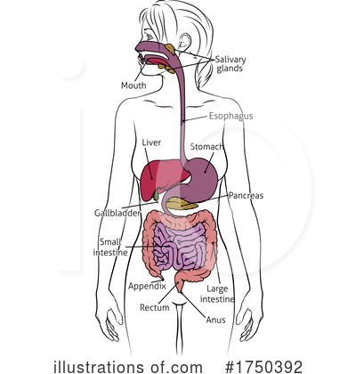 Royalty-Free (RF) Digestive System Clipart Illustration by AtStockIllustration - Stock Sample #1750392