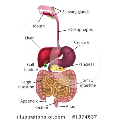 Digestive System Clipart #1374637 by AtStockIllustration