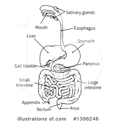 Digestive System Clipart #1396246 by AtStockIllustration