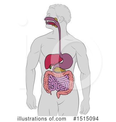 Royalty-Free (RF) Digestive Tract Clipart Illustration by AtStockIllustration - Stock Sample #1515094