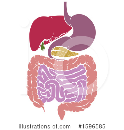 Digestive System Clipart #1596585 by AtStockIllustration