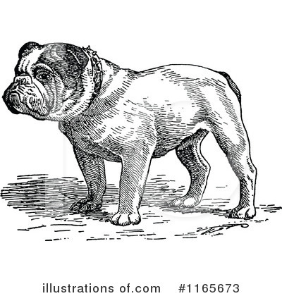 Bulldog Clipart #1165673 by Prawny Vintage