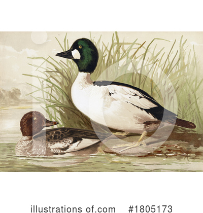 Duck Clipart #1805173 by JVPD