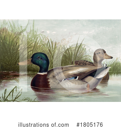 Duck Clipart #1805176 by JVPD